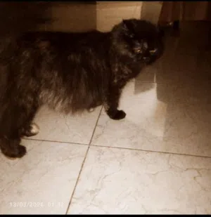 قطة شيرازية