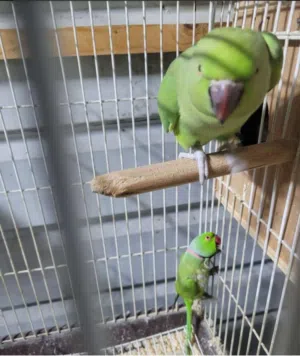 talking ring green neck pair