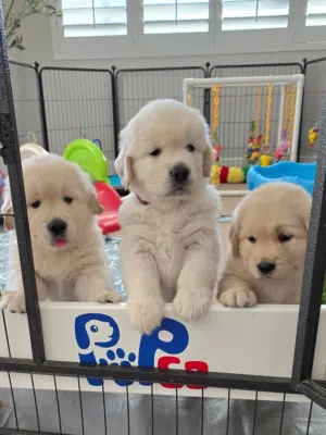Golden Retriever puppies