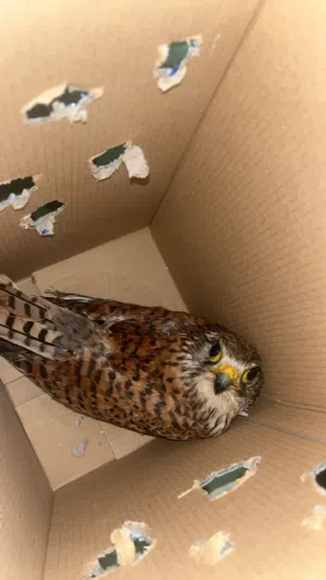 صقر للبيع حبه نادره في فلسطين