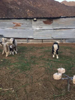 اغنام الجبلي للبيع الراس