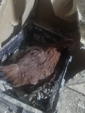 دجاجه كافه وخشنه