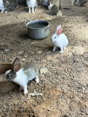 ارانب للبيع خرانج