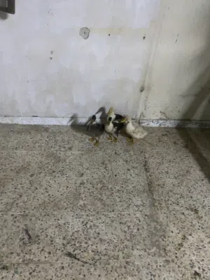 بط بكيني مشكل 5 حبات الوحدة على 2 بس