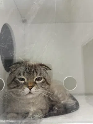 قطط سكوتش فولد Scottish fold