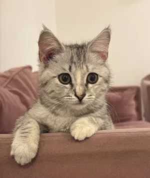 Cute Cat mix