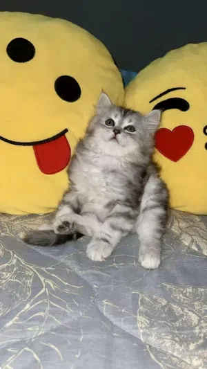 longhair Scottish Fold Cat with thick soft fur loves to play and be pampered the perfect co...