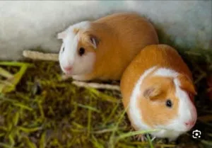 مطلوب مطلوب بيني بينج ( همتارو )