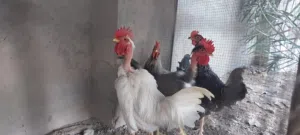 دجاج عرب (أربع ديوك) عمرهم 7 أشهر صحتهم ممتازه ضخامه ونشاط سعرهم للكل 40 ألف واذا مفرد السعر 10 ألف