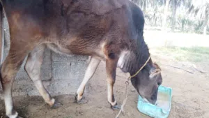 عجلة عمانية سمينة للبيع