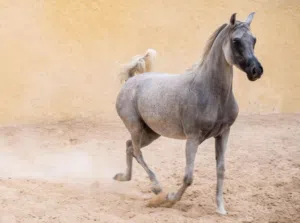فرس باطح مسجله في جمعية الخيول العربيه
