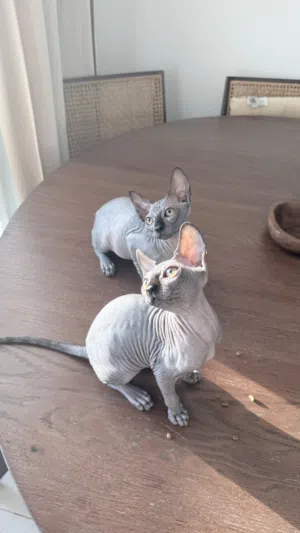 sphynx kitten