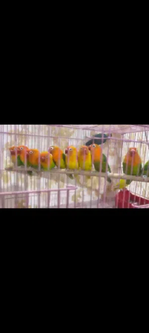 متاح غندورة ملأت مهمية لبيع وليريدهن يجي واتساب ويدالل