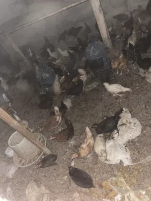 دجاج عماني