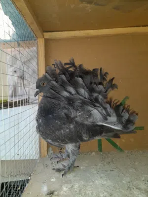 جوزحمام هزاز نوع سلك من النوادر