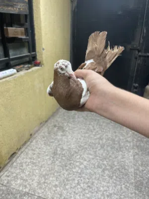 حمام نضيف للبيع