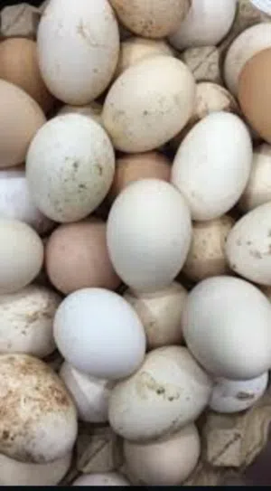 دحي عربي للبيع المكان طرابلس بجانب مسجد بيت العتيق