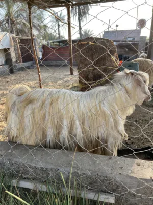 تيس محلي صغير في العمر غير مخصي سمين للبيع