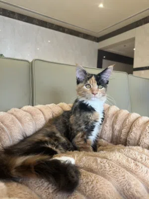 Maincoon pure breed female 3 months