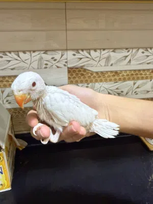 دره البينو