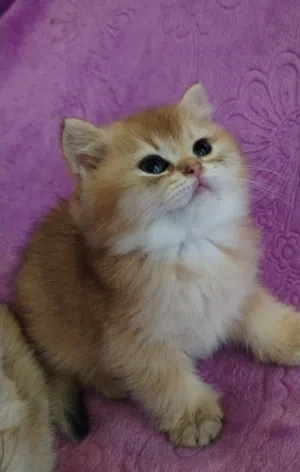 Beautiful kittens pure British Short HairNy12 . For connoisseurs only!
