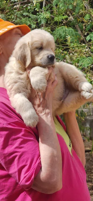 GOLDEN RETRIEVER PUPPY
