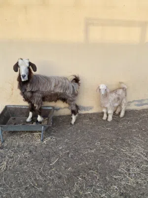 البيع شاه تحته جدي  العدد 2