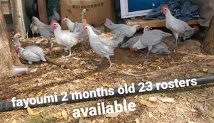 Chickens1
