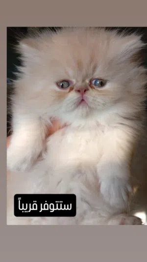 قطط جميلة للبيع