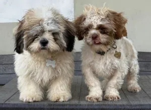 كلاب شتزو العمر 3 شهور