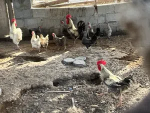 دجاج فرنسي بياض