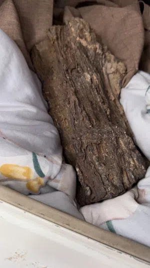 خشب متحجر للبيع