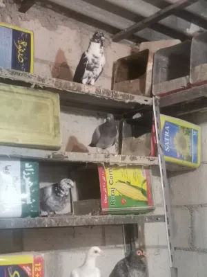 خم حمام للبيع او البدل على حبش