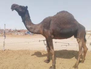 لدي كل انواع الحلال موجود ولدنا تحميل من الامارات لي السعودية و قطر بشكل يومي