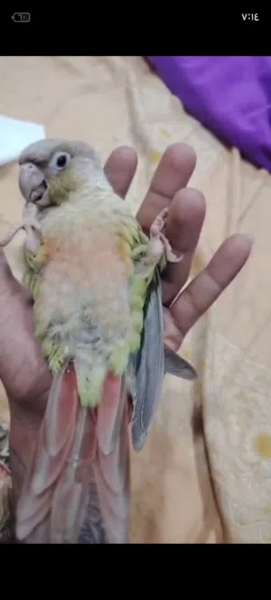 السلام عليكم كنيور اللبيع   ربه