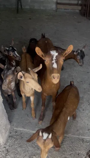 تيوس للبيع نظاف وألوان حلوة ويوجد غنمه وحده لون دبسي