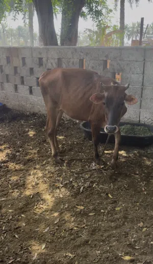 بقره عشار بكر باكستانيه جرسي