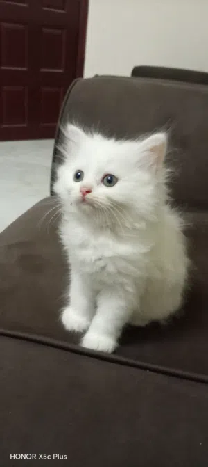 Himalayan  /Turkish angora