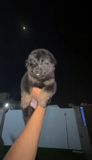 جرو جيرمن كنج سايز دم حار ورك لاين  GSD PUPPY MALE WORKLINE