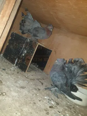 حمام زينه فانتيل مع عرايس هندي