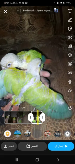 للبيع طيور كنيور.