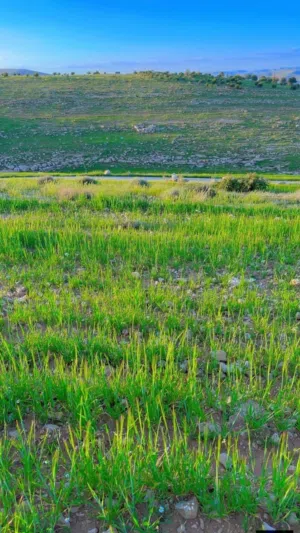Farm Land for Sale in Zarqa Birayn