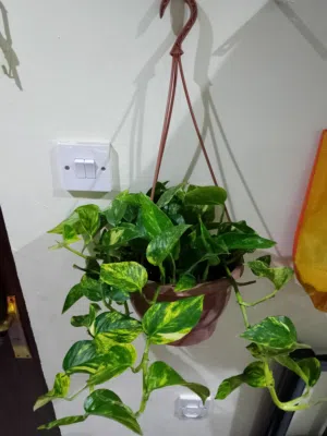 money plants