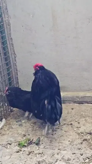 للبيع زوج دجاج البوم القزم