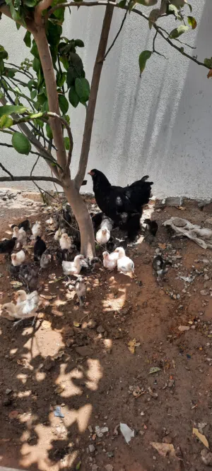 دجاج عربي تبارك الرحمن