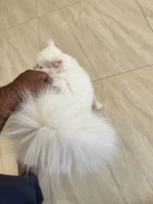 Female Cat- Shirazi