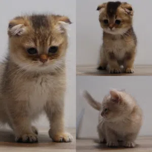 Scottish fold kittens - كتنز سكوتش