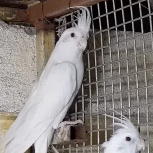 كوكتيل البينو عيون حمر