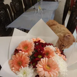 قطة بلدي للتبني مجاناً