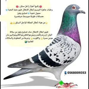 ‏حمام‏0